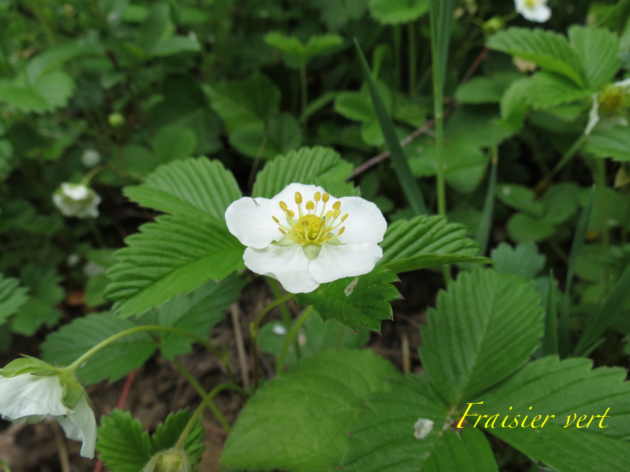 Fragaria viridis 4089t